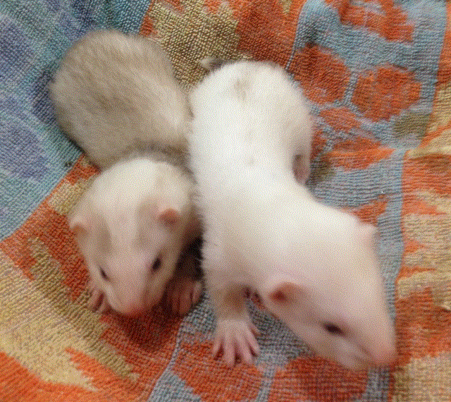 6-8 week old Ferret Kits